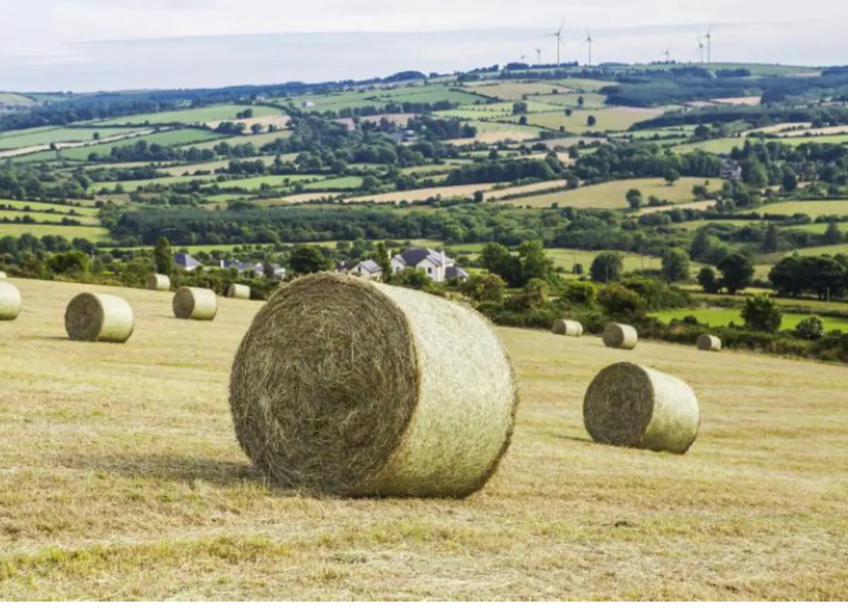 Hay for sale