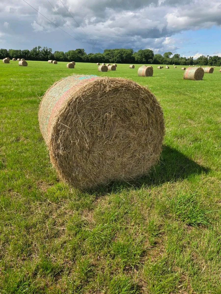 Best quality hay and silage bales - Image 1