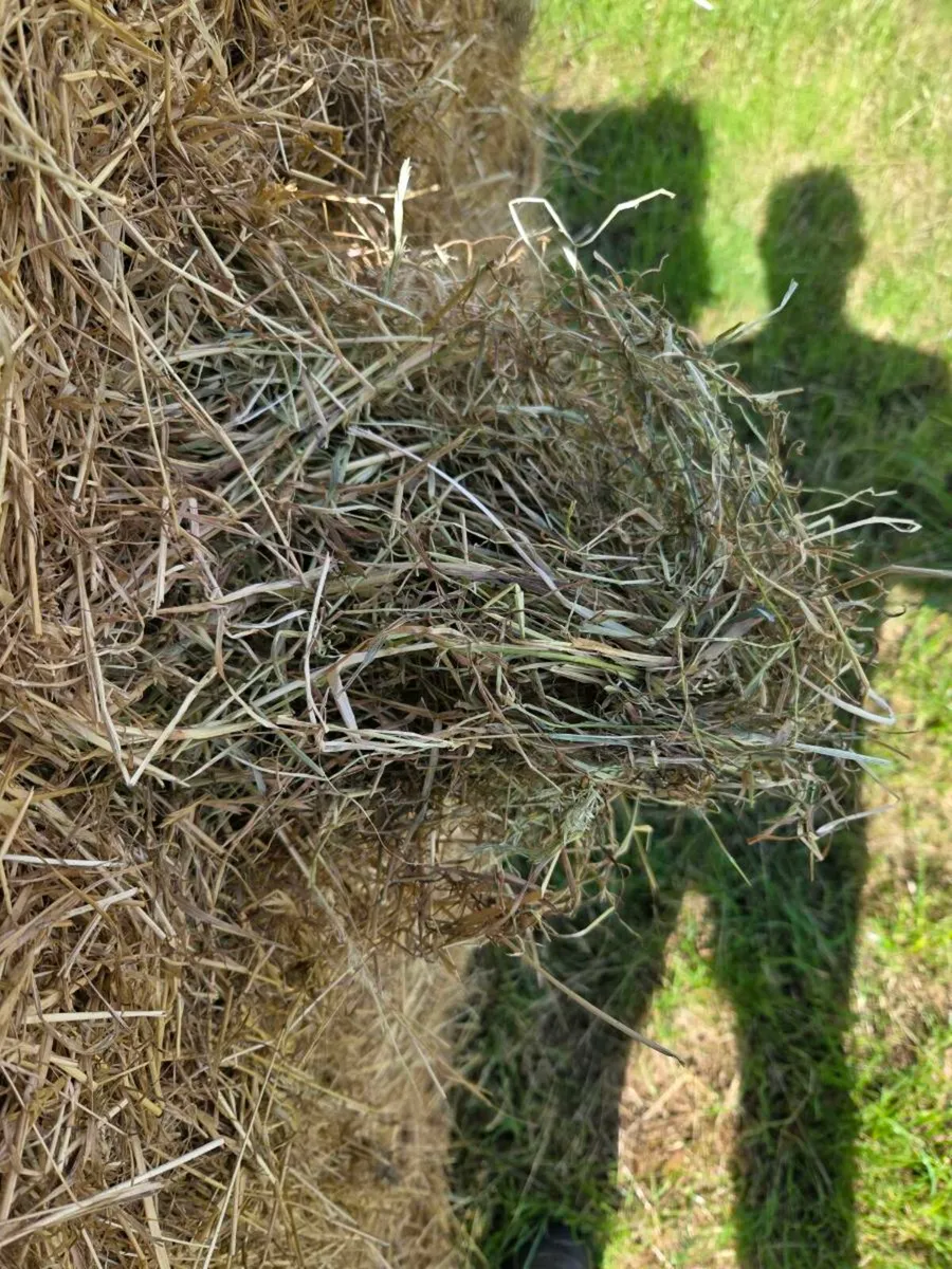 Best quality hay and silage bales - Image 2