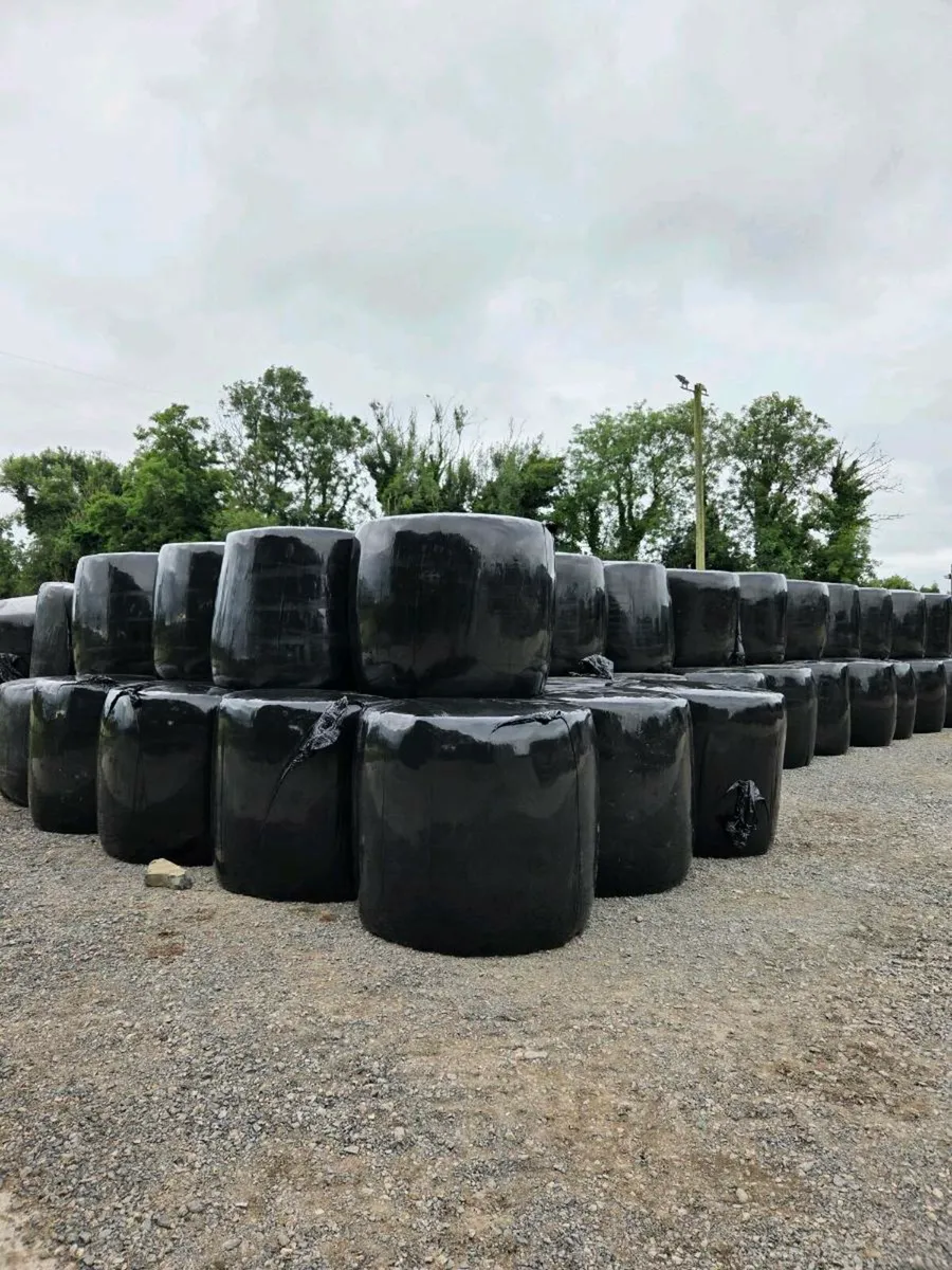 Best quality hay and silage bales - Image 3