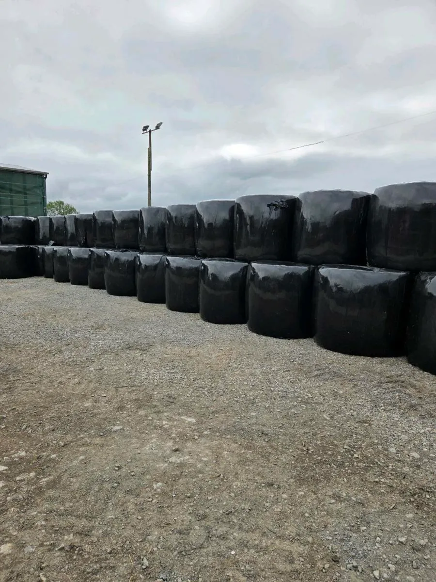 Best quality hay and silage bales - Image 4