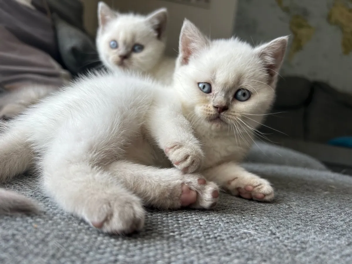 Kittens - Image 2