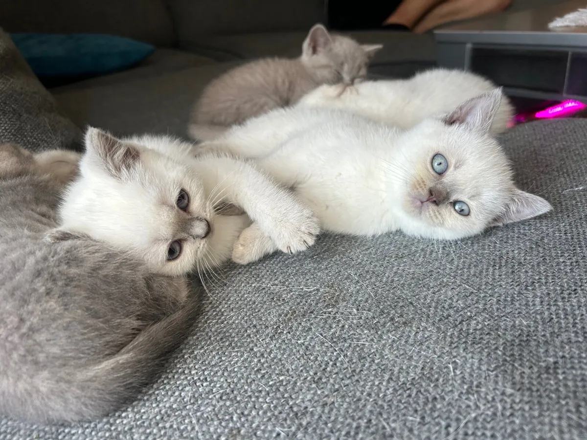 Kittens - Image 1