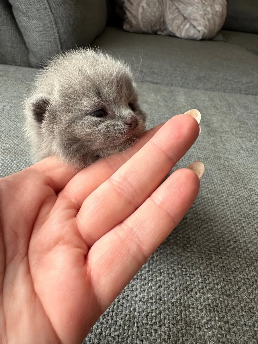 Kittens - Image 3