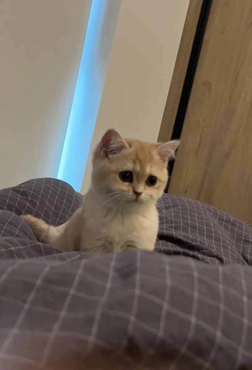Lilac British Shorthair CY12 - Image 1