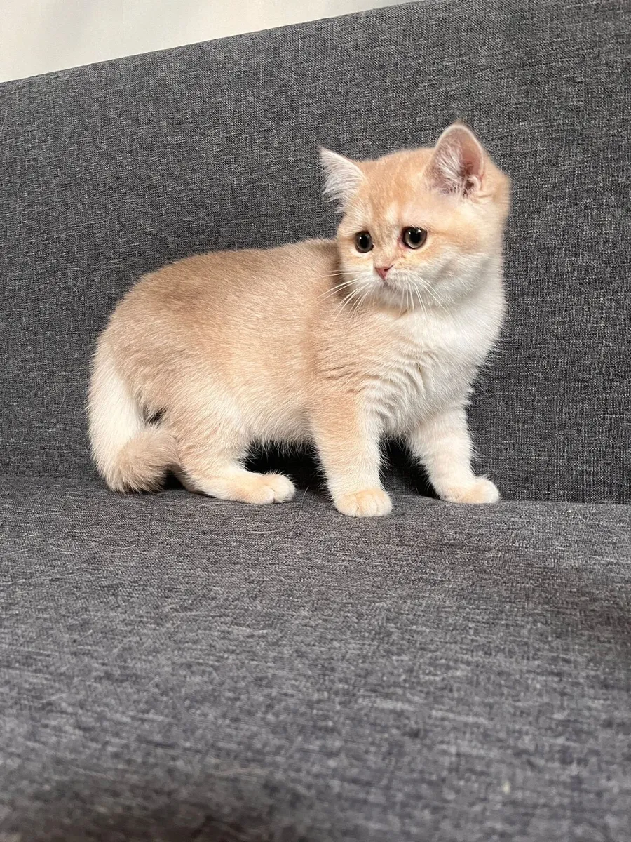 Lilac British Shorthair CY12 - Image 2