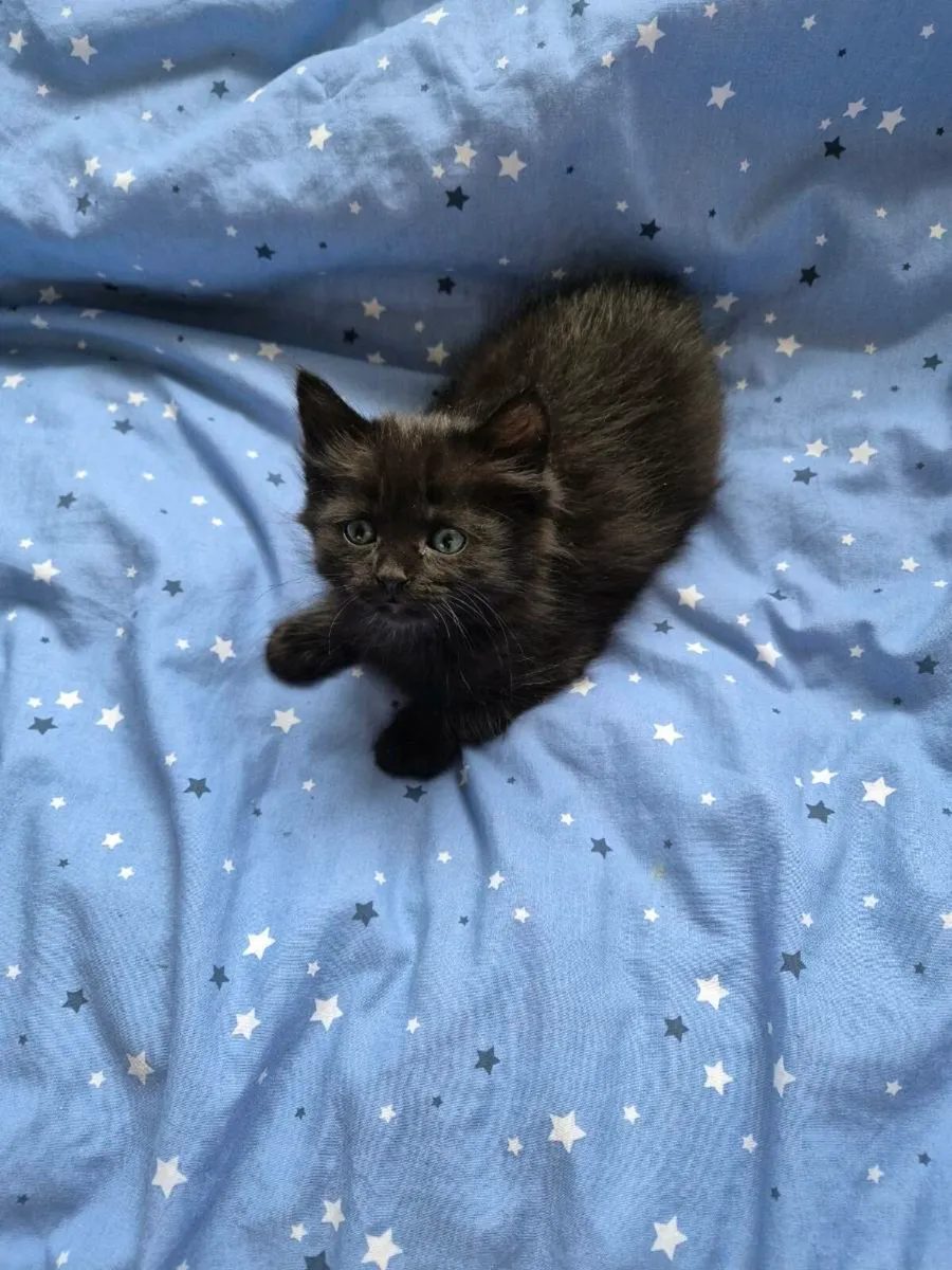 Beautiful kittens - Image 1