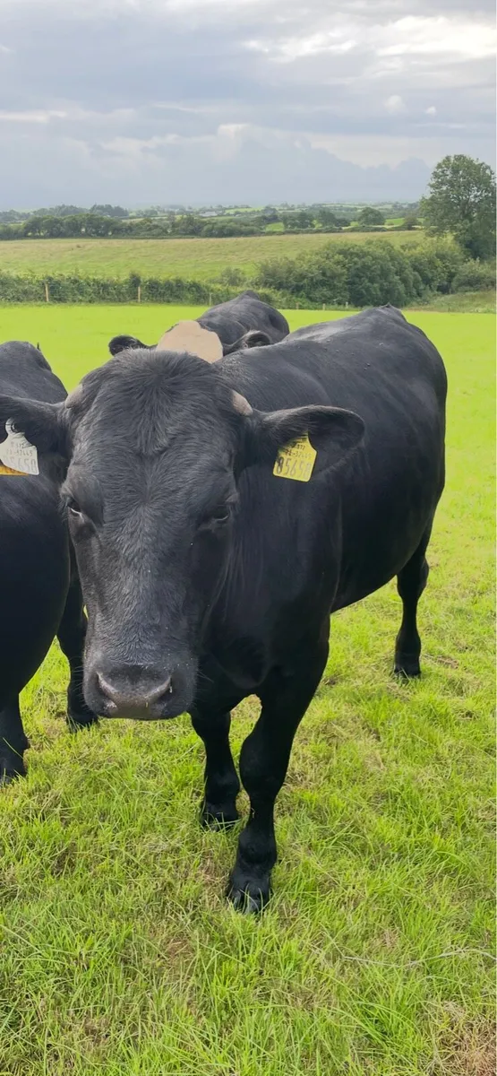 Bullocks AAX, - Image 2