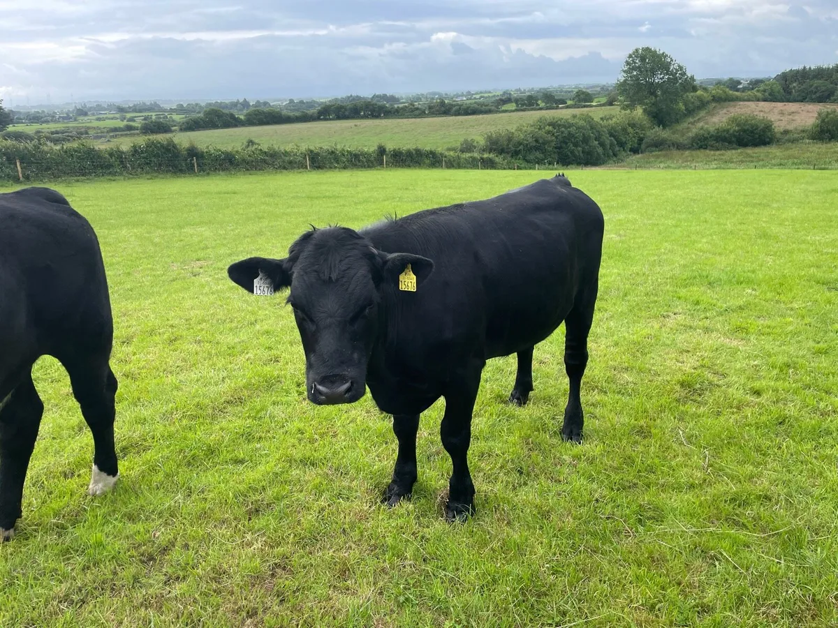 Bullocks AAX, - Image 3