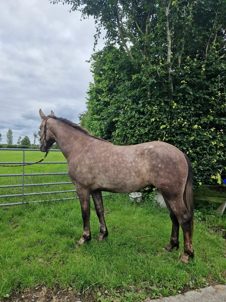 Horse - Image 2