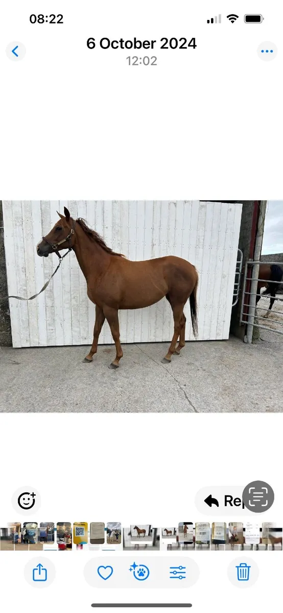 Horses - Image 1