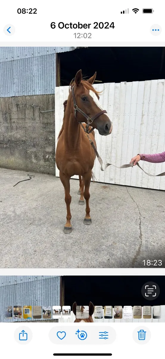 Horses - Image 3