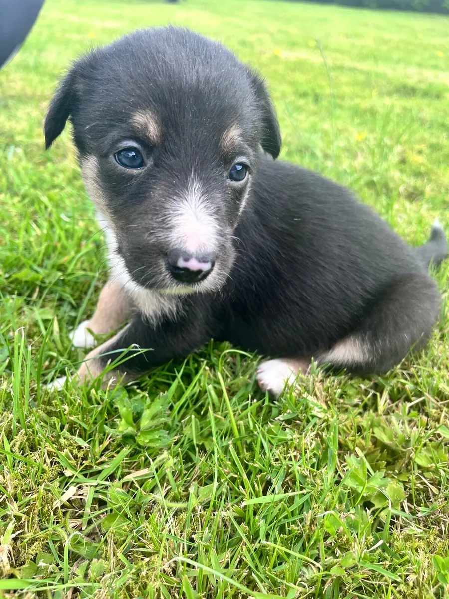 Farm helper - Image 2