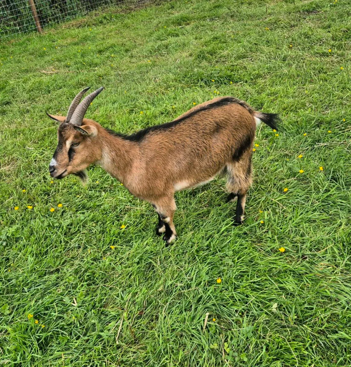 Pygmy goats - Image 1