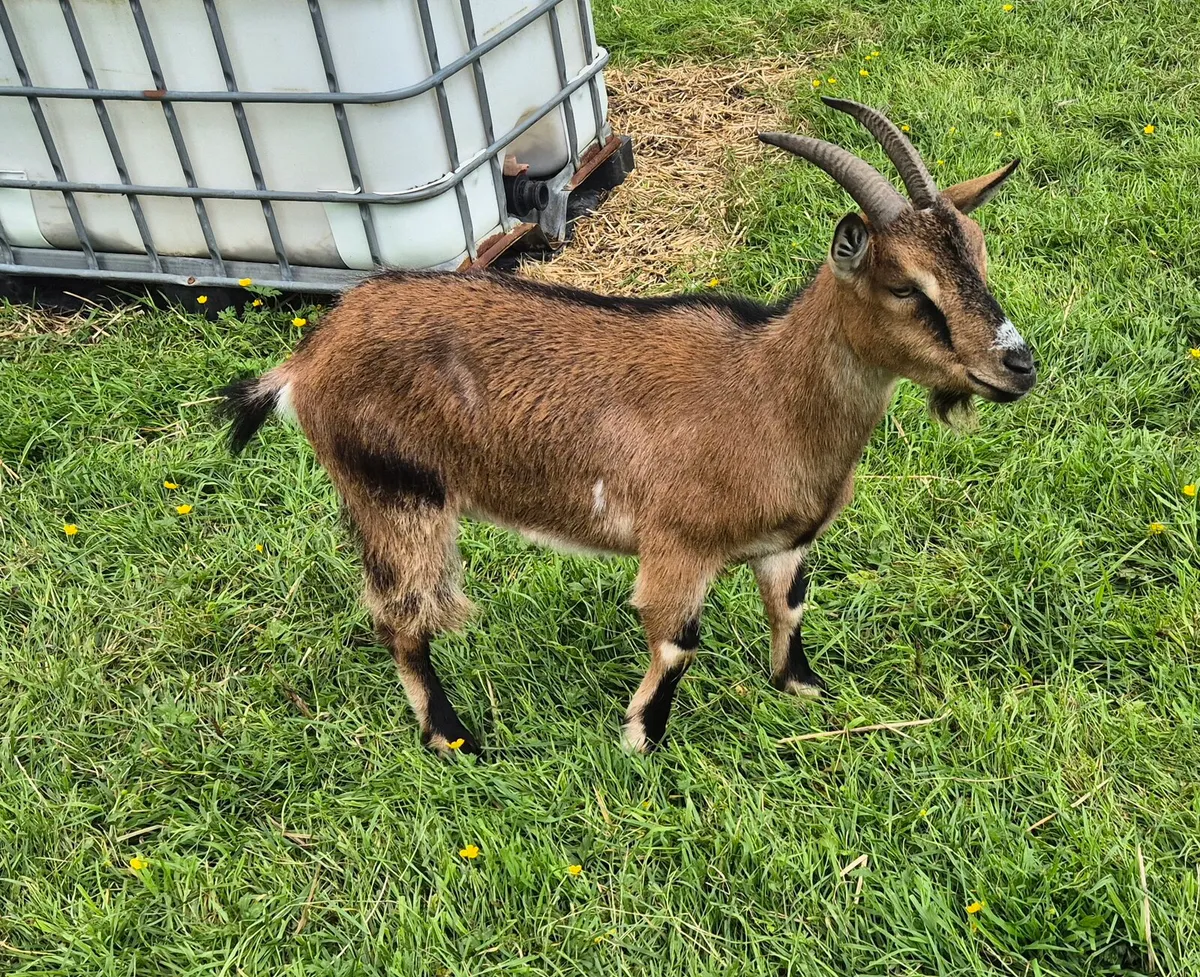 Pygmy goats - Image 2