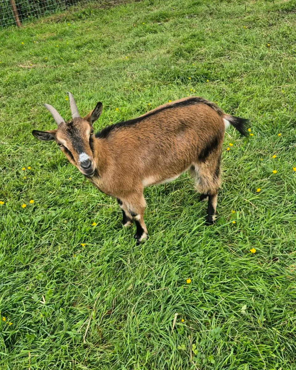 Pygmy goats - Image 3