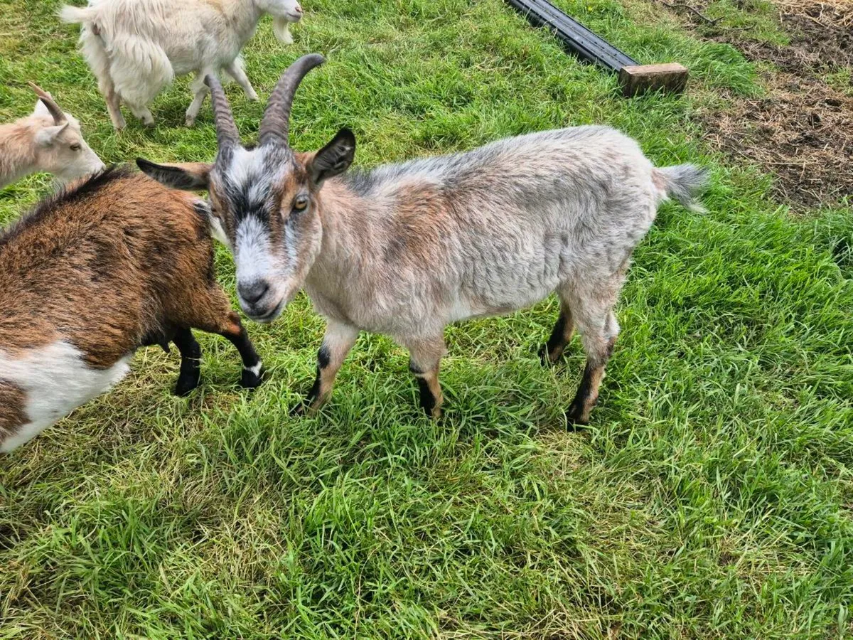 Pygmy goats - Image 4