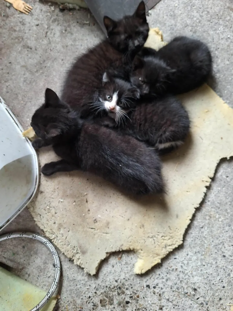 Kittens