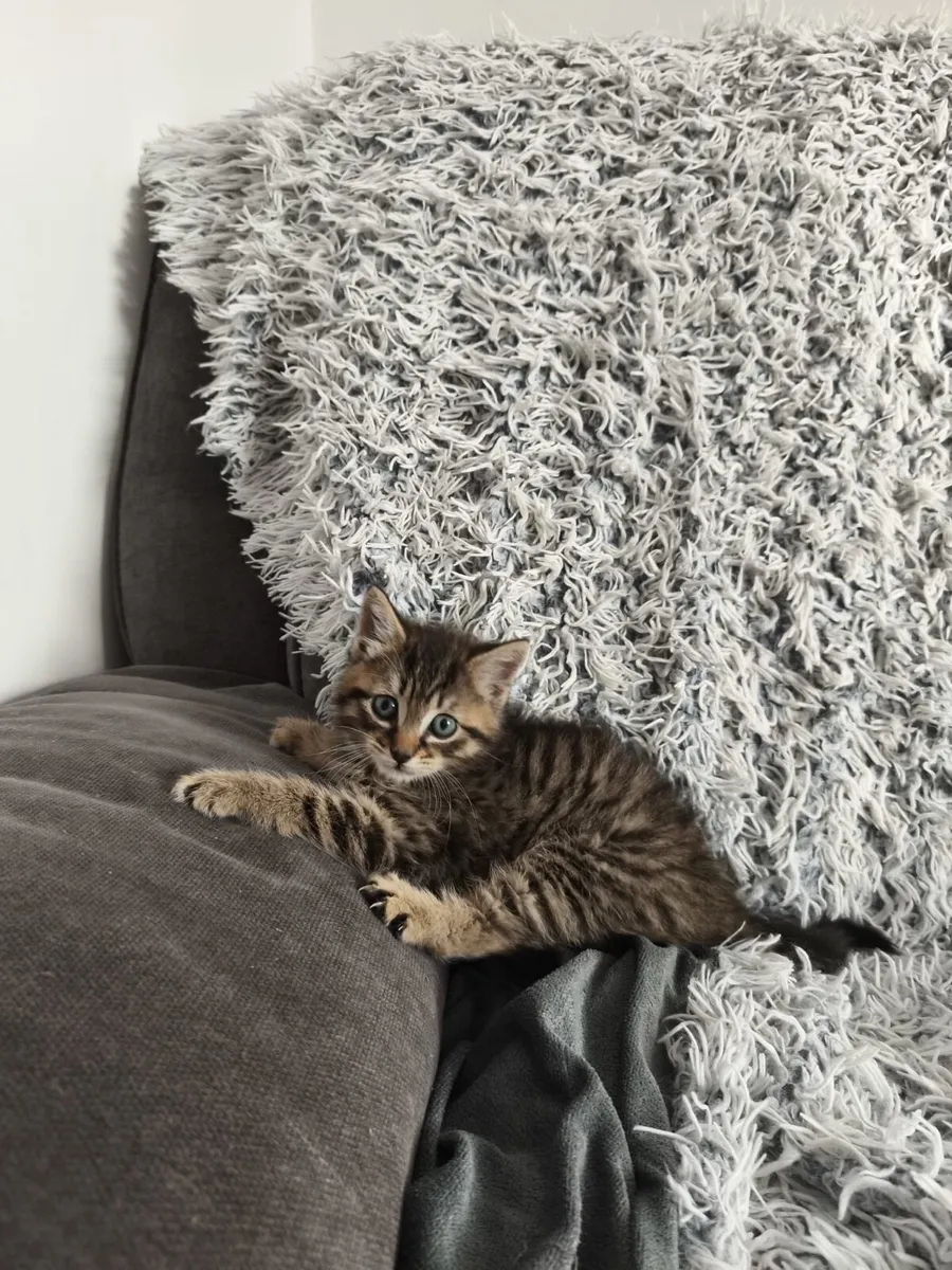 Fluffy kitten - Image 1