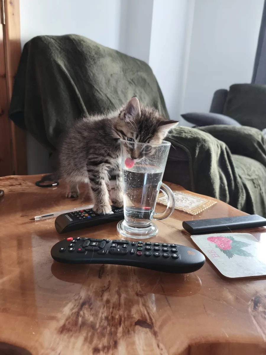 Fluffy kitten - Image 2