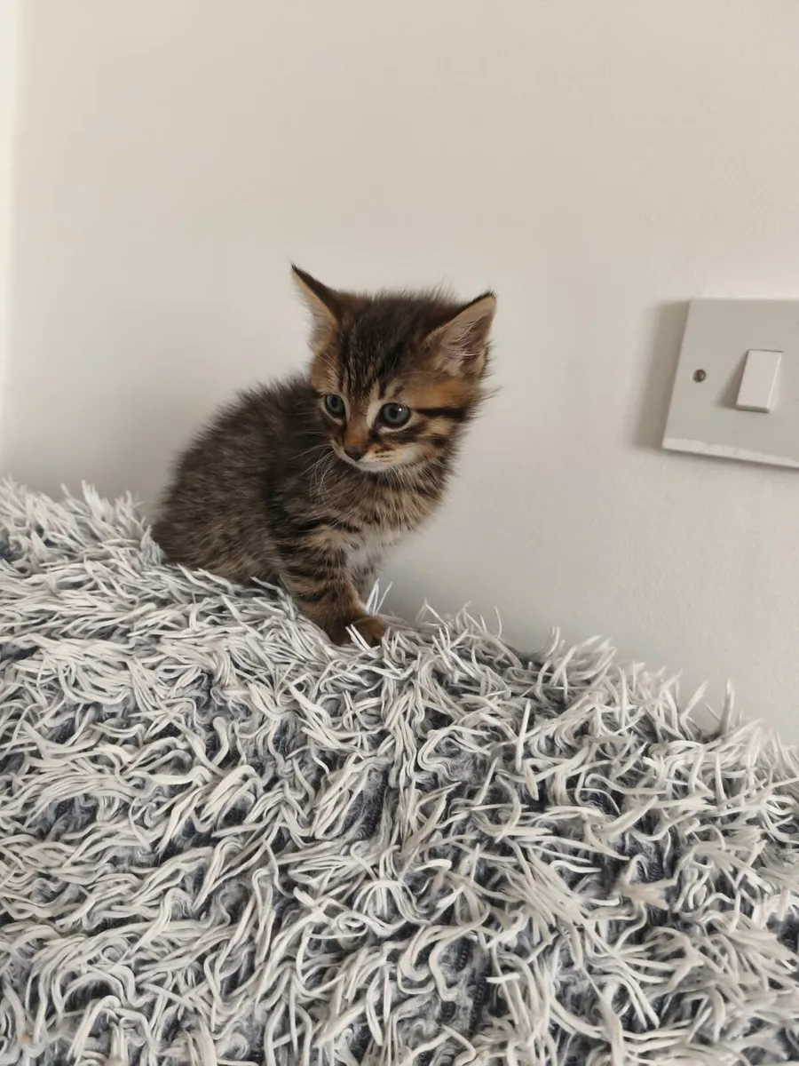 Fluffy kitten - Image 3