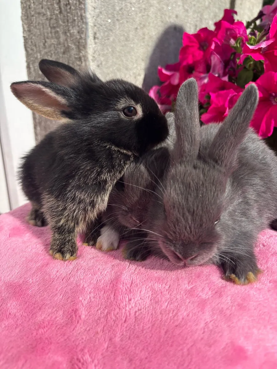 Rabbits - Image 1