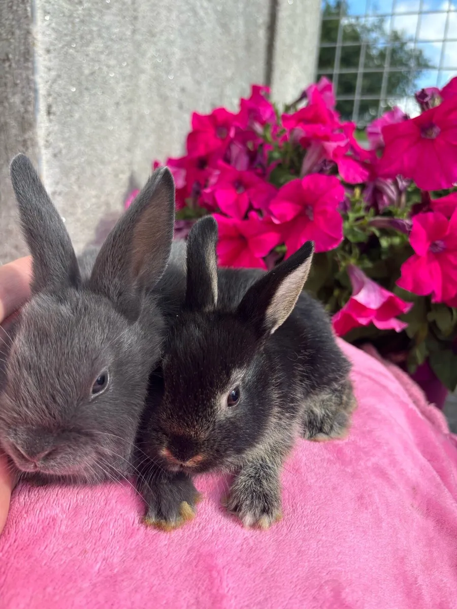 Rabbits - Image 2