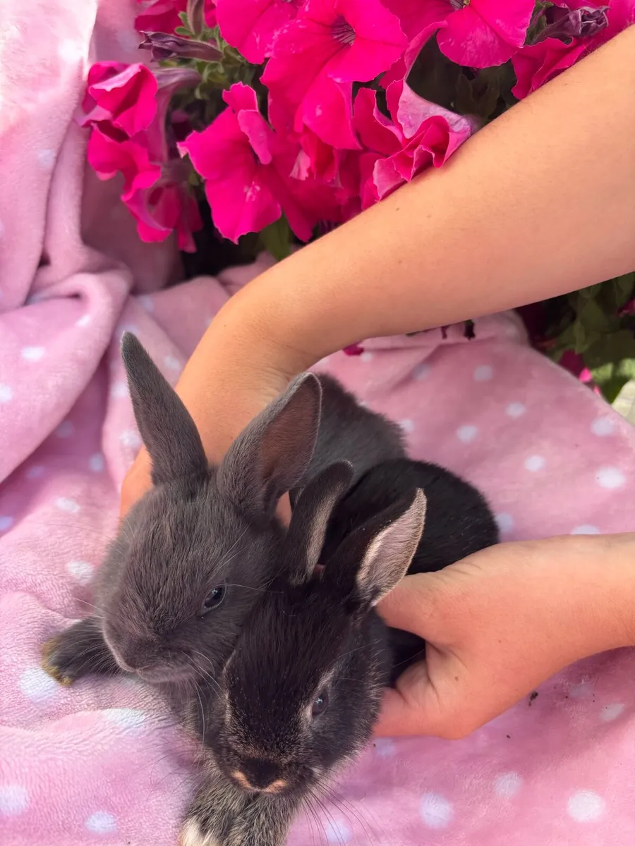 Rabbits - Image 3