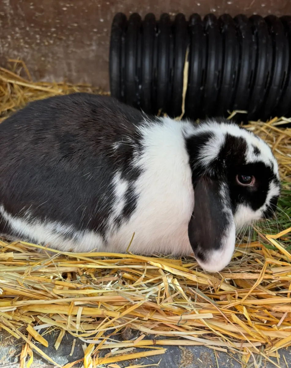 Rabbits - Image 4