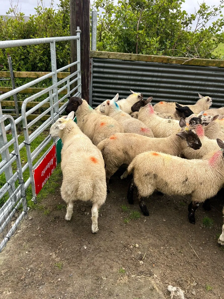 ****STORE LAMBS **** - Image 1