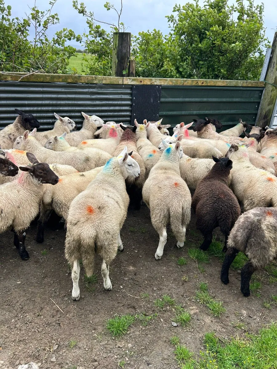 ****STORE LAMBS **** - Image 2