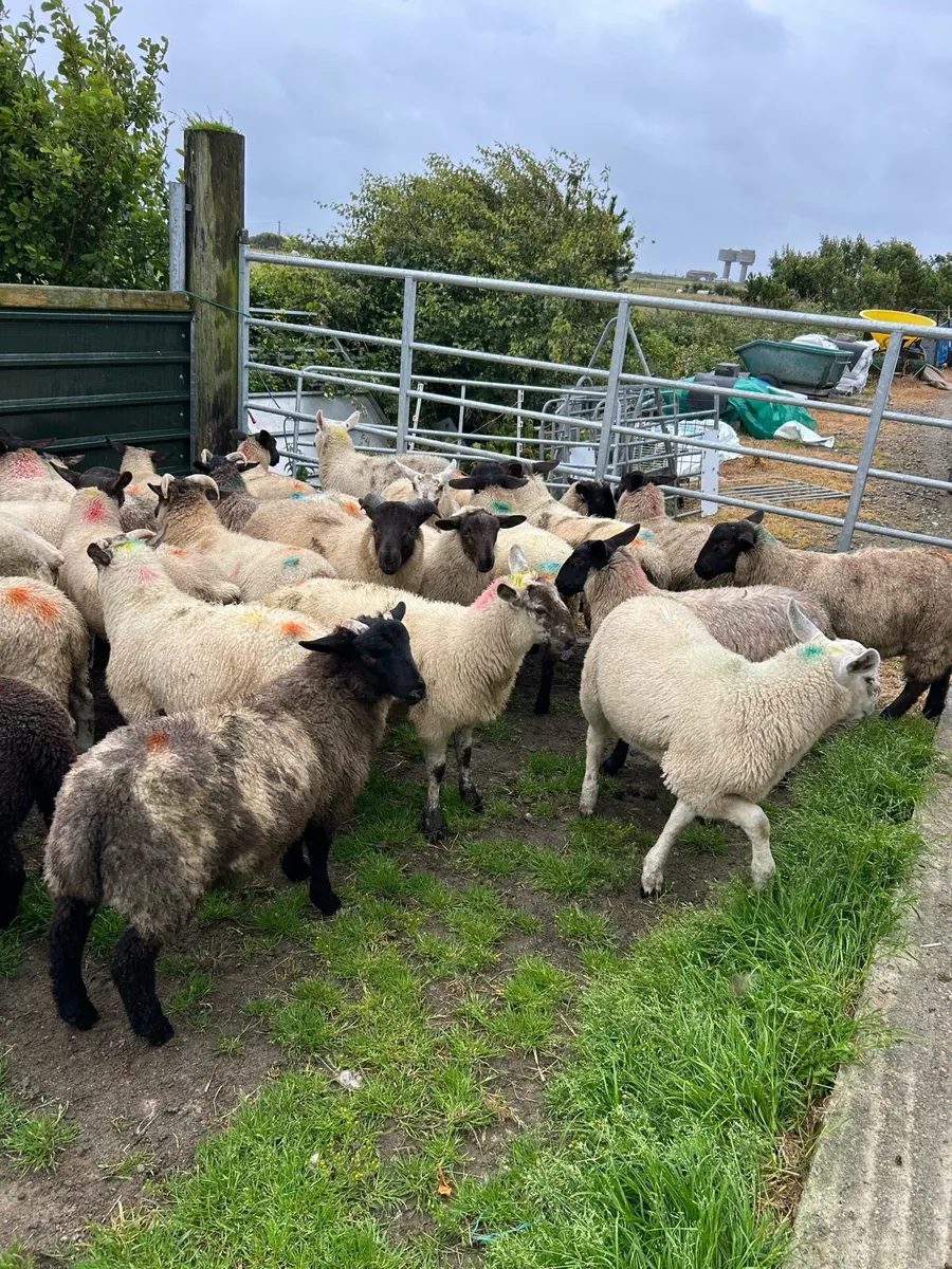 ****STORE LAMBS **** - Image 3