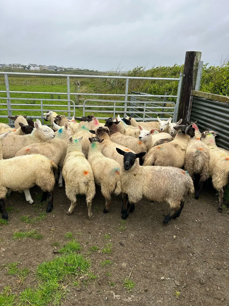 ****STORE LAMBS **** - Image 4