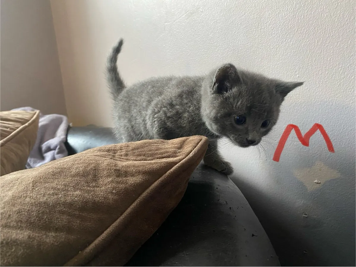 Beautiful  kittens - Image 1