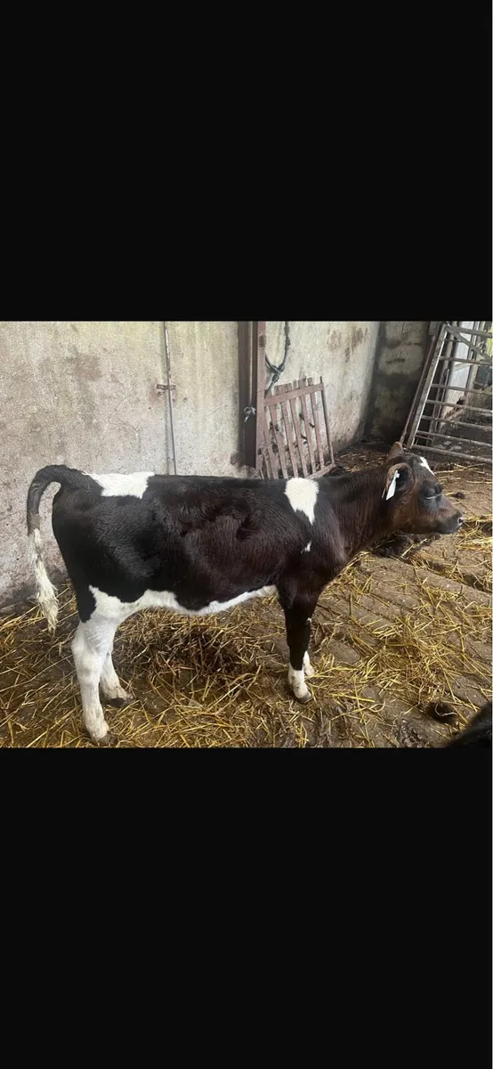 10 Friesian bull calves