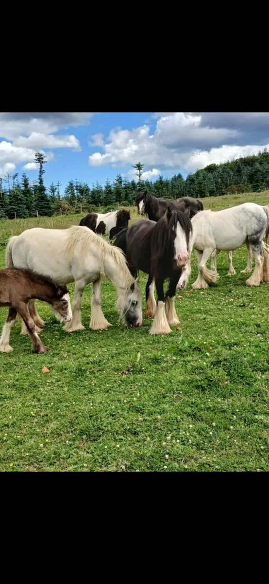cobs and gelding - Image 1