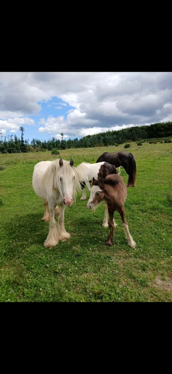 cobs and gelding - Image 2