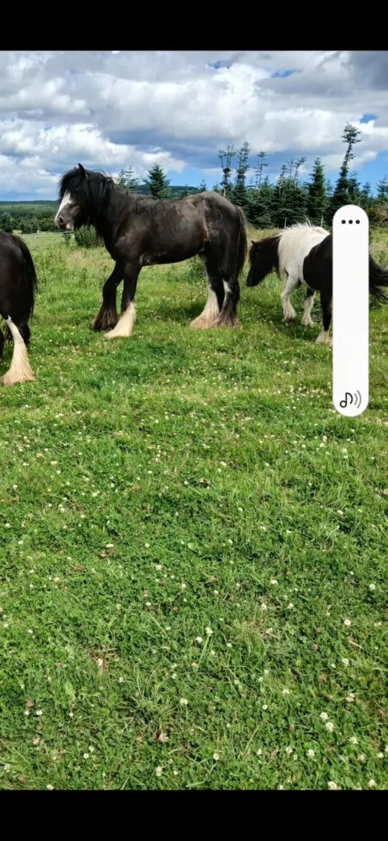 cobs and gelding - Image 3