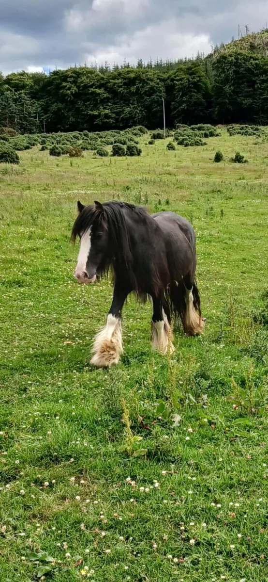 cobs and gelding - Image 4