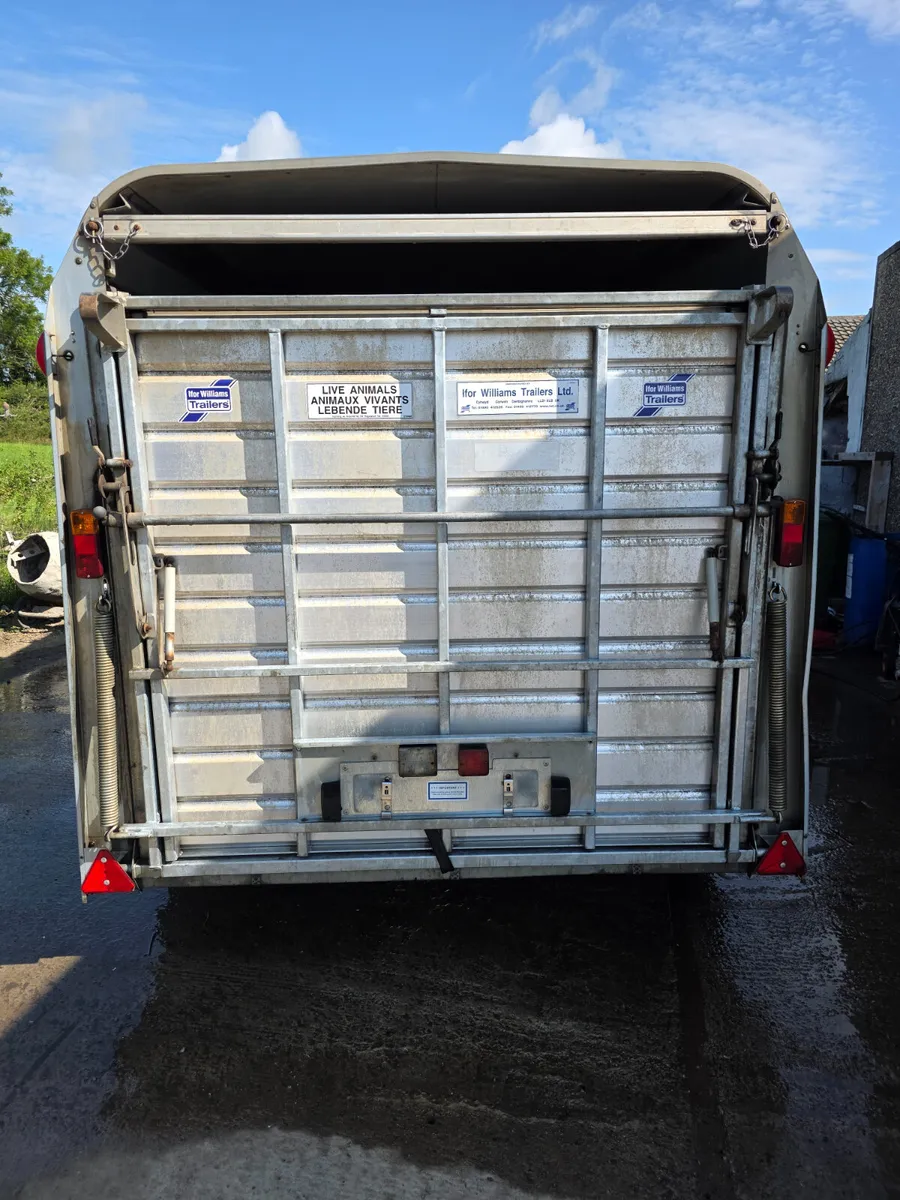 As new 12ft ifor Williams with sheep decks - Image 4