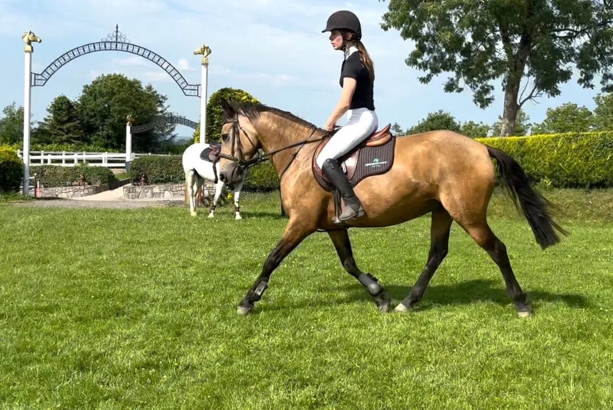 155cm rc/pc/allrounder - Image 3