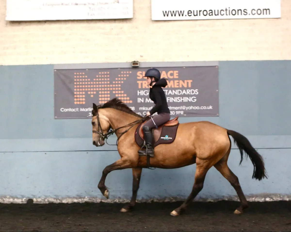 155cm rc/pc/allrounder - Image 1