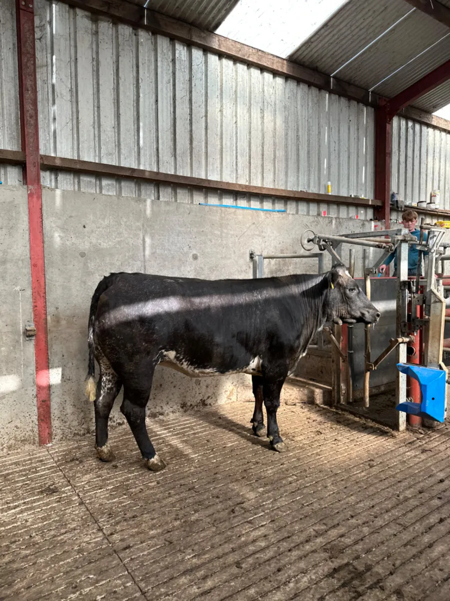 Blue roaned Bulling heifer - Image 3