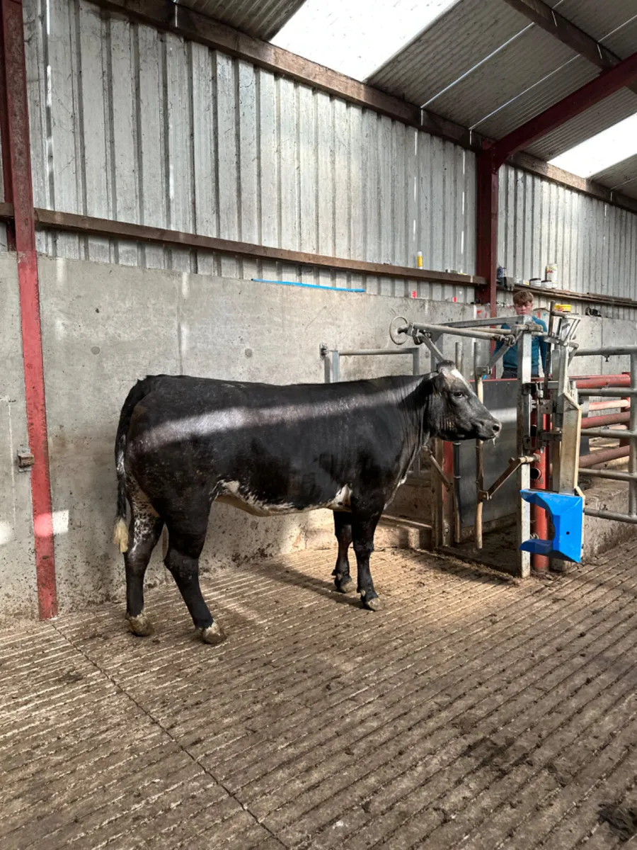 Blue roaned Bulling heifer - Image 1