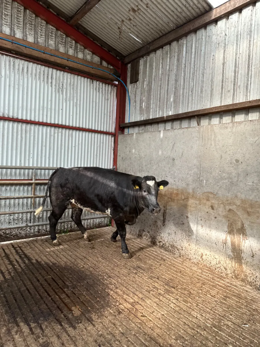 Blue roaned Bulling heifer - Image 4