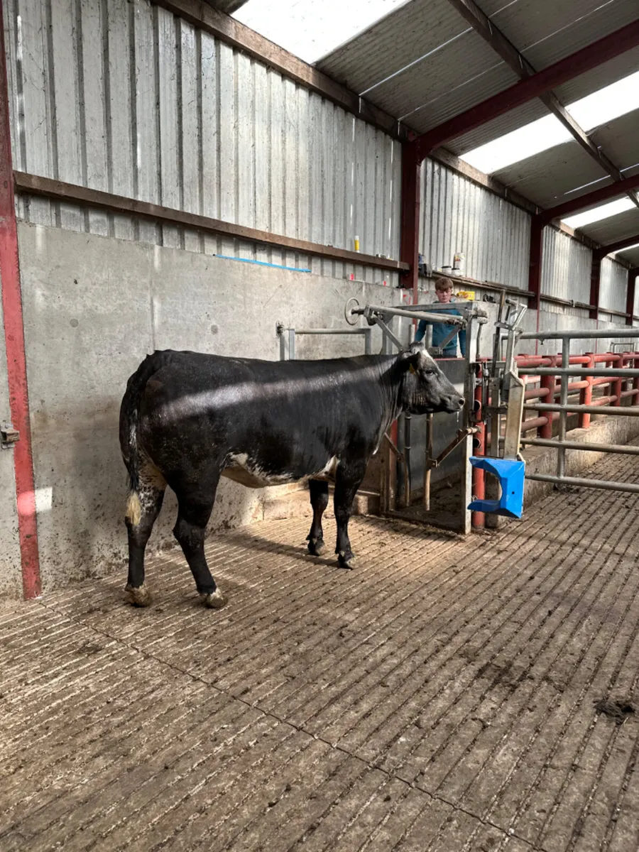 Blue roaned Bulling heifer - Image 2