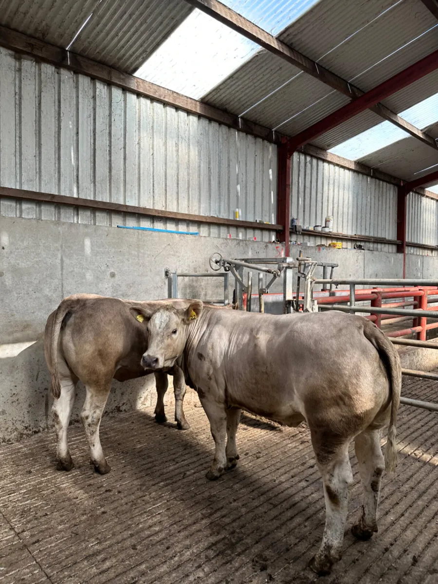 Bulling heifers - Image 1
