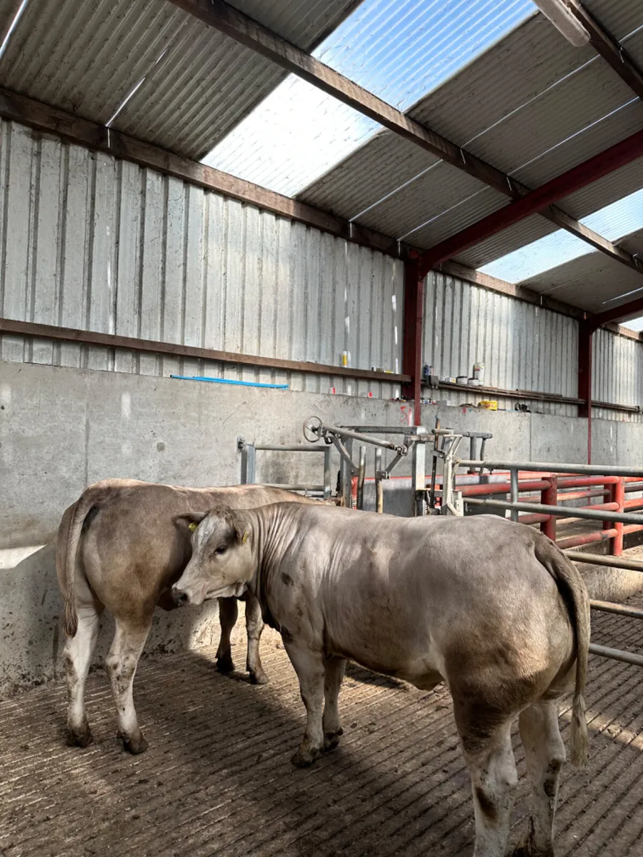 Bulling heifers - Image 4