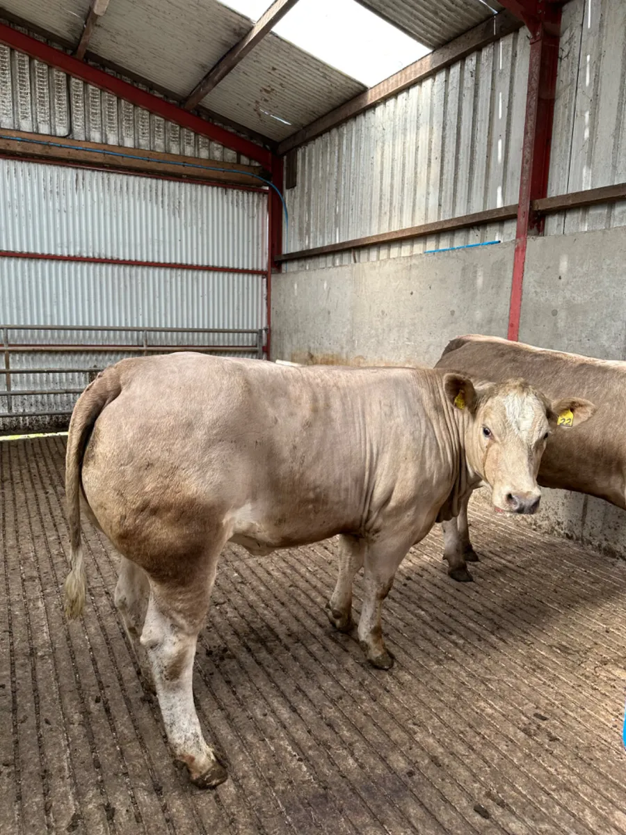 Bulling heifers - Image 3