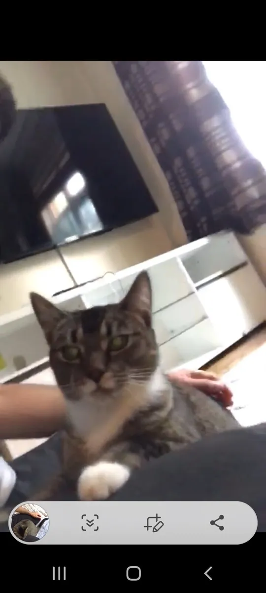 Cat - Image 1